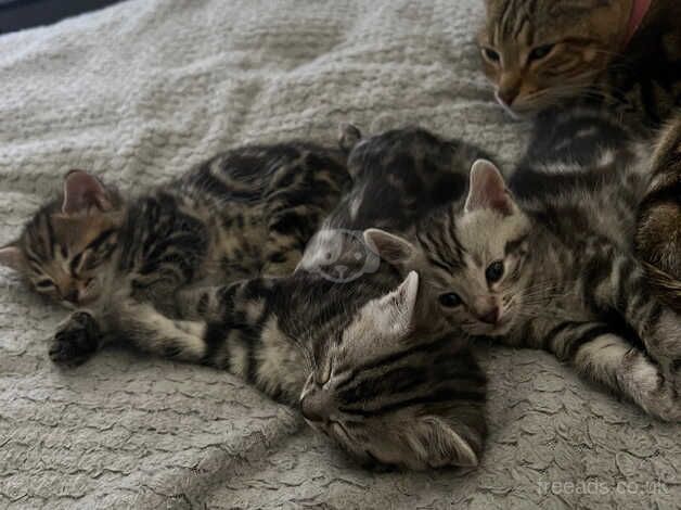 Beautiful bengal cross kittens for sale in Motherwell, North Lanarkshire - Image 2