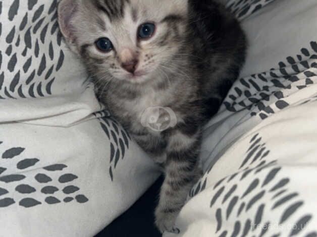 Beautiful bengal cross kittens for sale in Motherwell, North Lanarkshire - Image 3