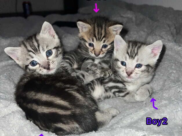 Beautiful bengal cross kittens for sale in Motherwell, North Lanarkshire - Image 4