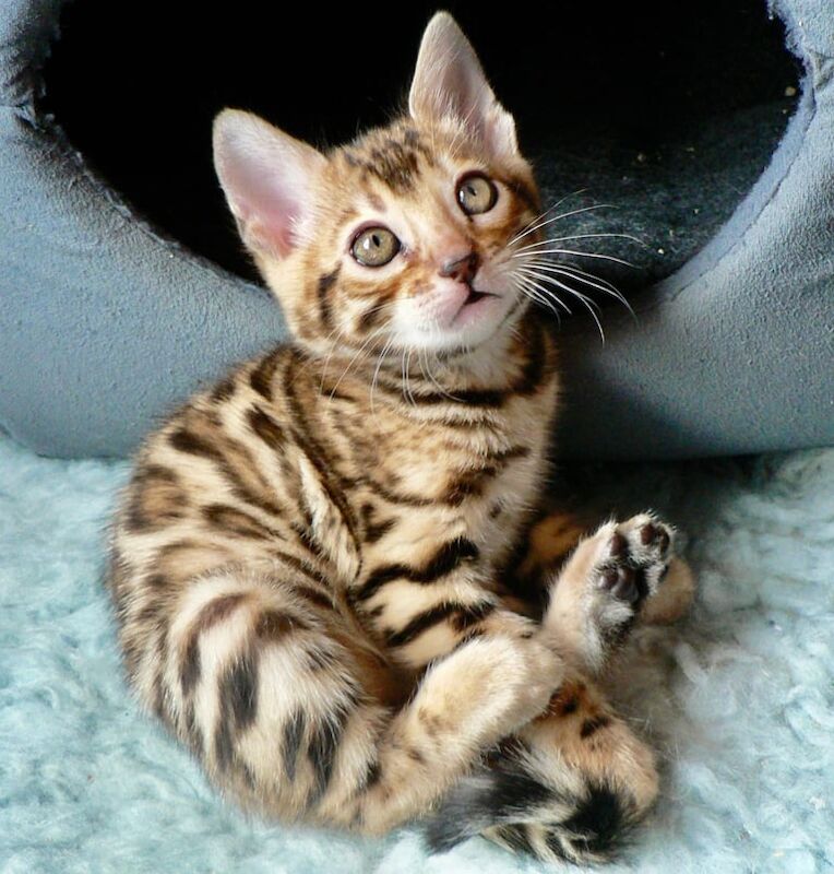 Beautiful Bengal kitten, one boy for sale in Camberwell, Greater London