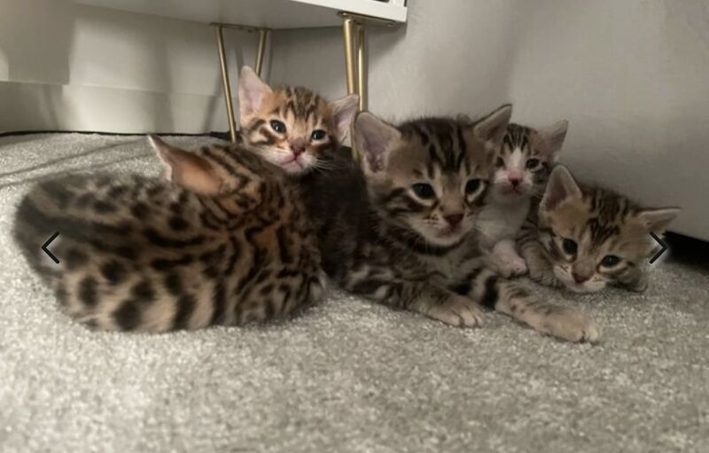 Beautiful Bengal Kittens for sale in Manchester, Greater Manchester