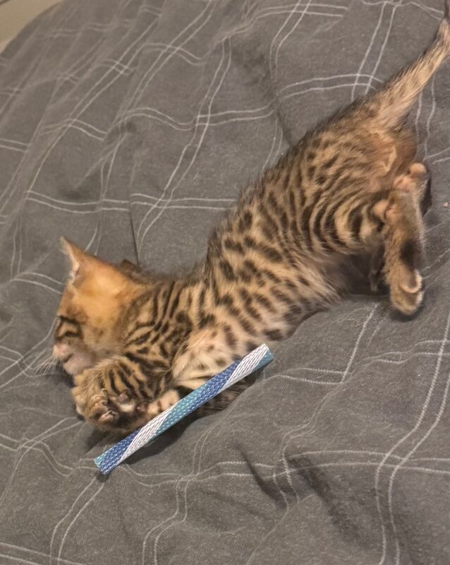 Beautiful Bengal Kittens for sale in Manchester, Greater Manchester - Image 2