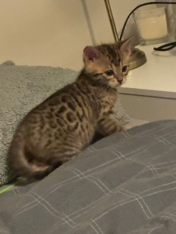 Beautiful Bengal Kittens for sale in Manchester, Greater Manchester - Image 3