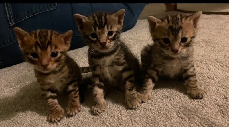 Beautiful Bengal Kittens for sale in Manchester, Greater Manchester - Image 8