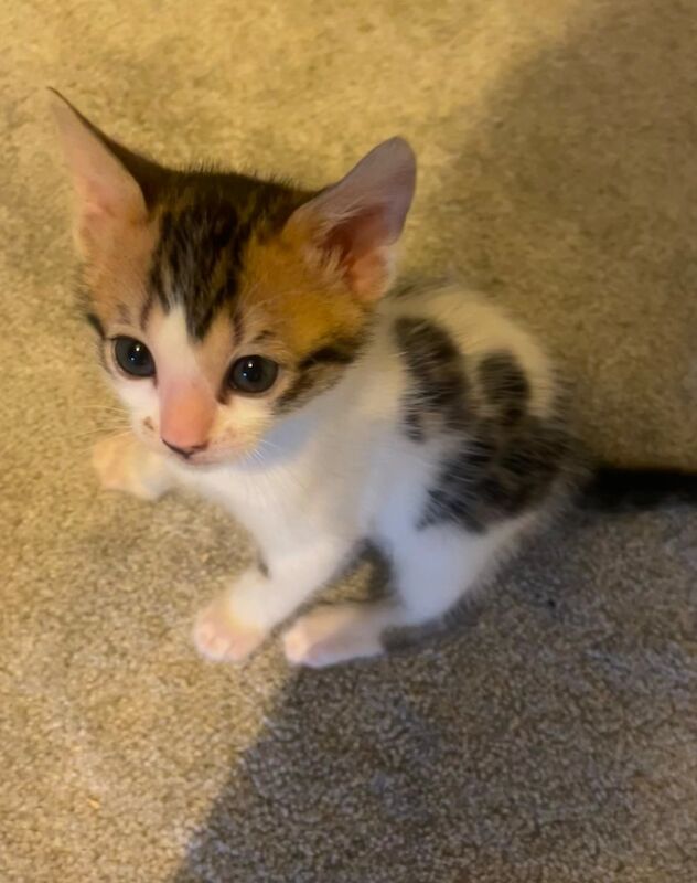 Beautiful Bengal Kittens for sale in Manchester, Greater Manchester - Image 10