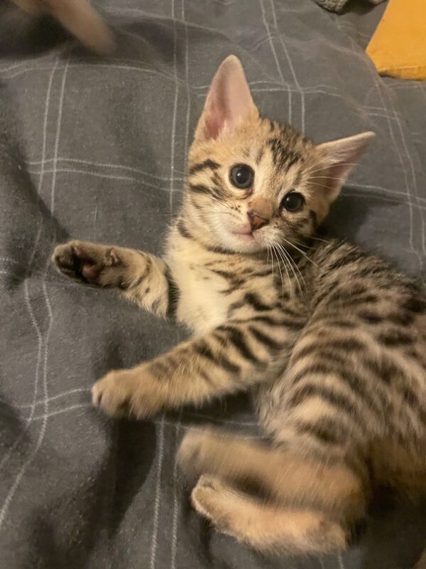 Beautiful Bengal Kittens for sale in Manchester, Greater Manchester - Image 11