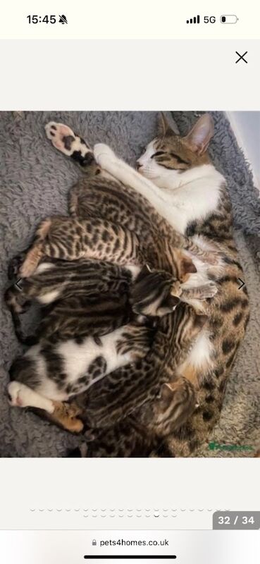 Beautiful Bengal Kittens for sale in Manchester, Greater Manchester - Image 12