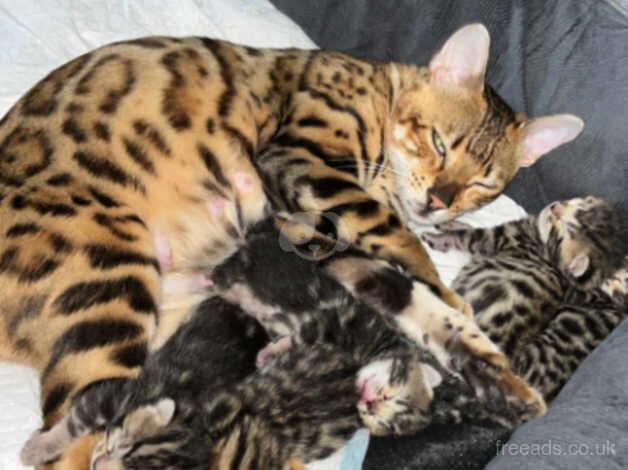 Beautiful bengal kittens for sale in Barnes, London