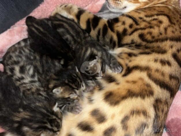 Bengal Kittens for sale in London