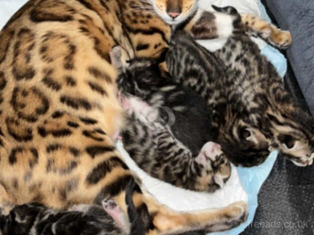 Bengal Kittens for sale