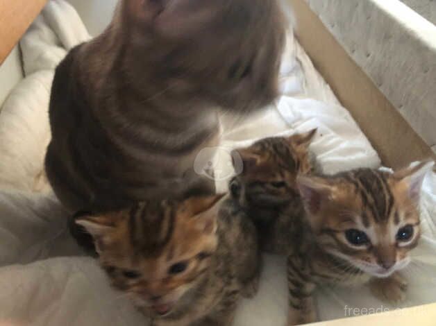 Beautiful bengal kittens for sale in Lewisham, Lewisham, Greater London