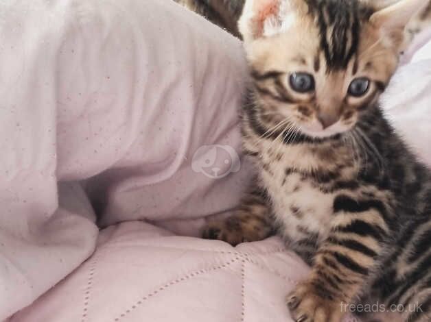 Beautiful Bengal kittens for sale in Northampton, Northamptonshire - Image 1