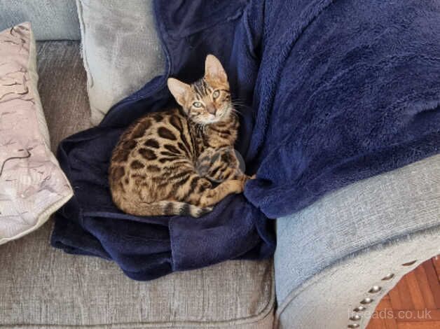 Beautiful Bengal kittens for sale in Northampton, Northamptonshire - Image 2