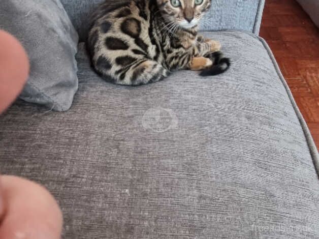 Beautiful Bengal kittens for sale in Northampton, Northamptonshire - Image 3