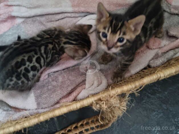 Beautiful Bengal kittens for sale in Northampton, Northamptonshire - Image 4