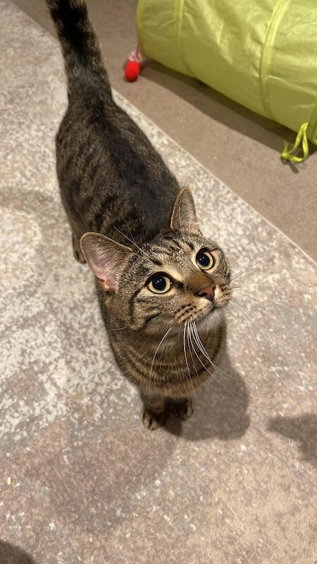 Beautiful Bengal/Ragdoll Cross cat for Sale in Oadby, Leicestershire