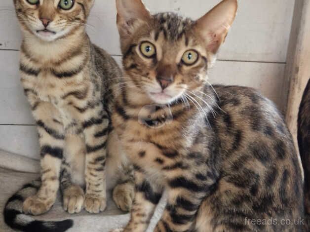 Beautiful Bengal/Siamese siblings for sale in Cambridge, Cambridgeshire