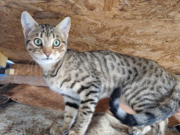 Beautiful Bengal/Siamese siblings for sale in Cambridge, Cambridgeshire - Image 2