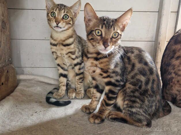 Beautiful Bengal/Siamese siblings for sale in Cambridge, Cambridgeshire - Image 3