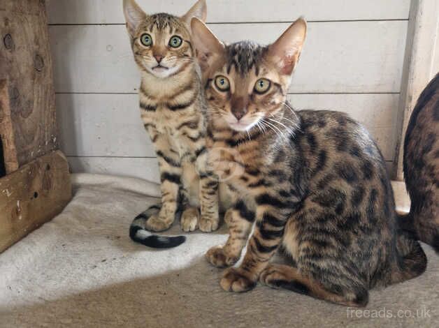 Beautiful Bengal/Siamese siblings for sale in Cambridge, Cambridgeshire - Image 4