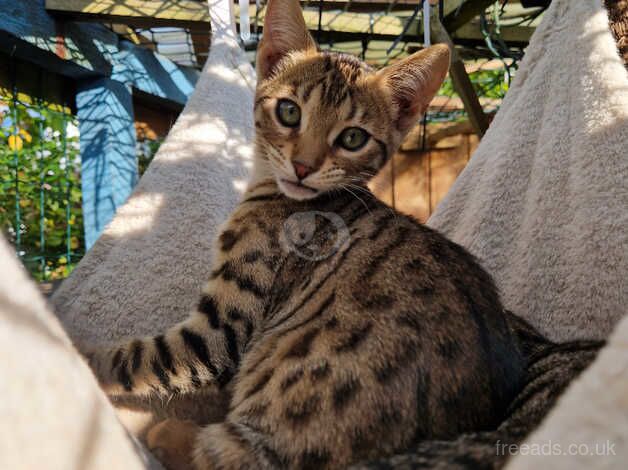 Beautiful Bengal/Siamese siblings for sale in Cambridge, Cambridgeshire - Image 5