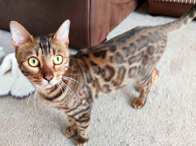 Beautiful Female Bengal *Pandora* for sale in Great Yarmouth, Norfolk