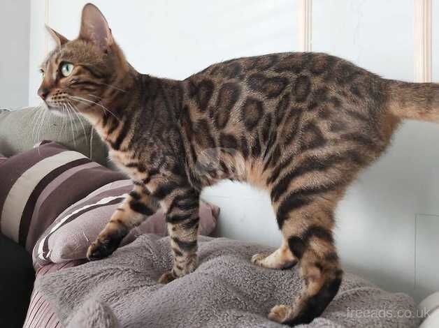 Beautiful Female Bengal *Pandora* for sale in Great Yarmouth, Norfolk - Image 2