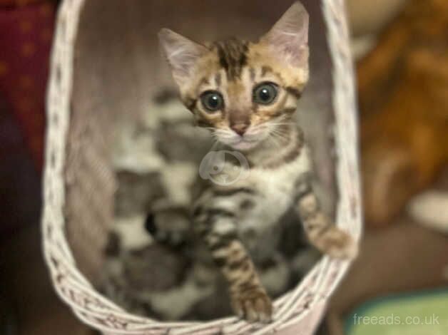 Beautiful, friendly Bengal TICA reg kittens for sale in Darwen, Lancashire - Image 1