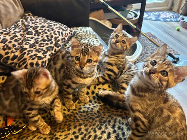 Bengals for sale in Darwen, Lancashire