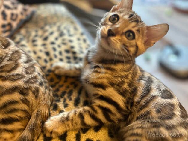 Bengal Kittens for sale in Lancashire