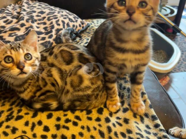 Bengal Kittens for sale