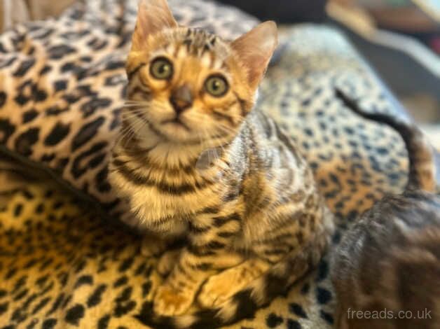 Beautiful, friendly Bengal TICA reg kittens for sale in Darwen, Lancashire - Image 5