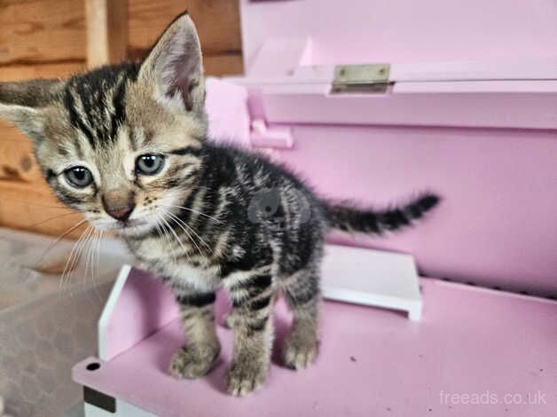 Beautiful mixed half bengal Kittens for SALE in Bedford, Bedfordshire