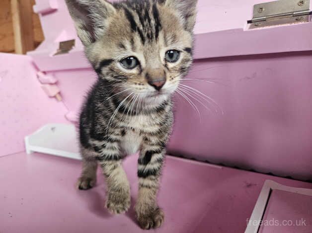 Beautiful mixed half bengal Kittens for SALE in Bedford, Bedfordshire - Image 2