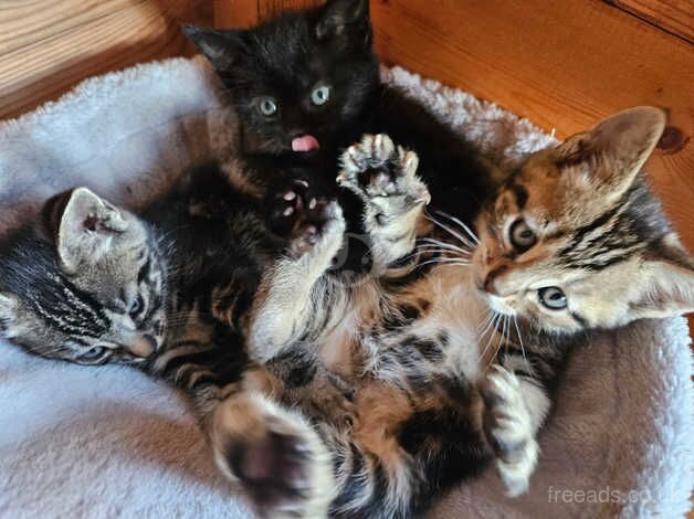 Beautiful mixed half bengal Kittens for SALE in Bedford, Bedfordshire - Image 3