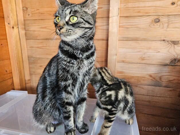 Beautiful mixed half bengal Kittens for SALE in Bedford, Bedfordshire - Image 5