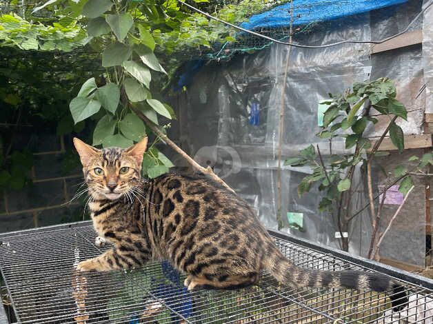 beautiful rosetted Bengal kitten - female- 4 months for sale in Harlow, Essex - Image 1