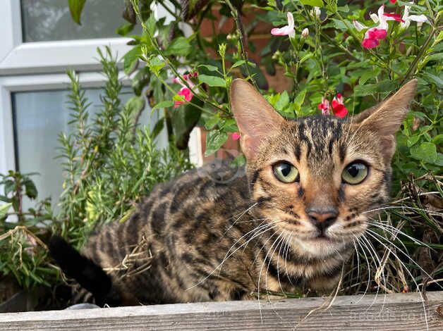 Bengals for sale in Harlow, Essex