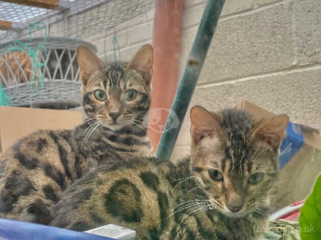 Bengal Kittens for sale in Essex