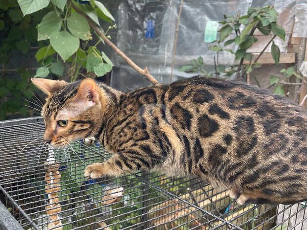 beautiful rosetted Bengal kitten - female- 4 months for sale in Harlow, Essex - Image 4