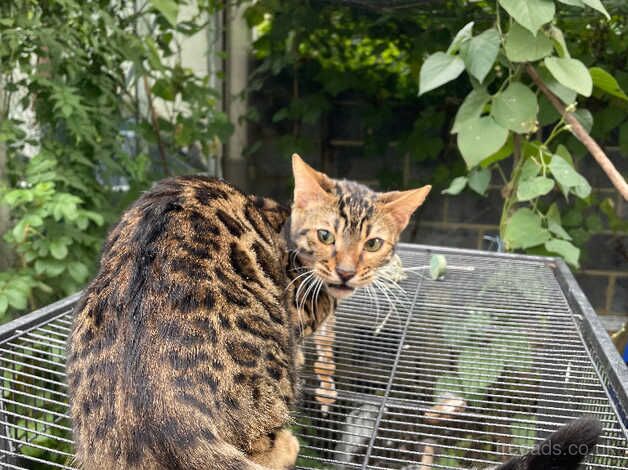 beautiful rosetted Bengal kitten - female- 4 months for sale in Harlow, Essex - Image 5