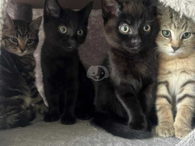 Beautiful Sweet Kittens available now! for sale in Hartfield, East Sussex