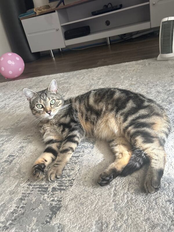 Beautiful tabby boy for sale in Colchester, Essex