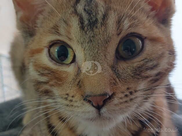 Beautiful tortoiseshell, Bengal cross GingerTabby Girl for sale in Barry, Angus - Image 1