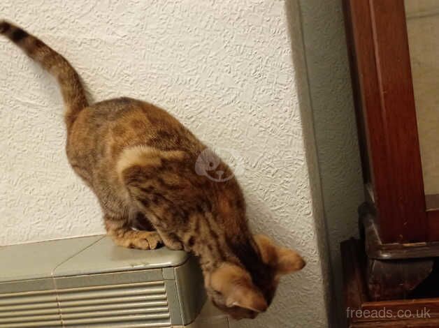 Beautiful tortoiseshell, Bengal cross GingerTabby Girl for sale in Barry, Angus - Image 2