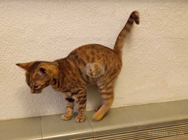 Beautiful tortoiseshell, Bengal cross GingerTabby Girl for sale in Barry, Angus - Image 3