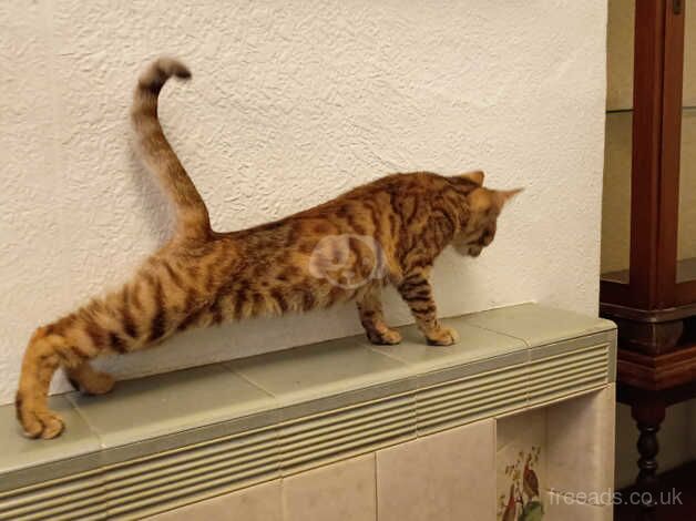 Beautiful tortoiseshell, Bengal cross GingerTabby Girl for sale in Barry, Angus - Image 4