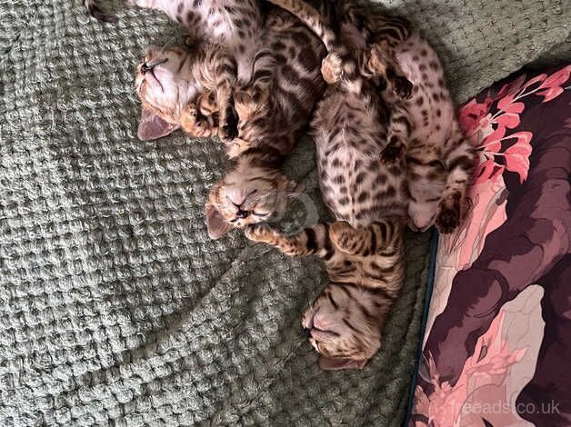 Bengal babies for sale in Mansfield, Nottinghamshire - Image 1