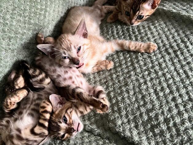 Bengal babies for sale in Mansfield, Nottinghamshire - Image 2