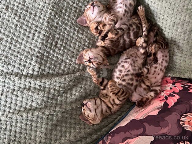 Bengal babies for sale in Mansfield, Nottinghamshire - Image 3